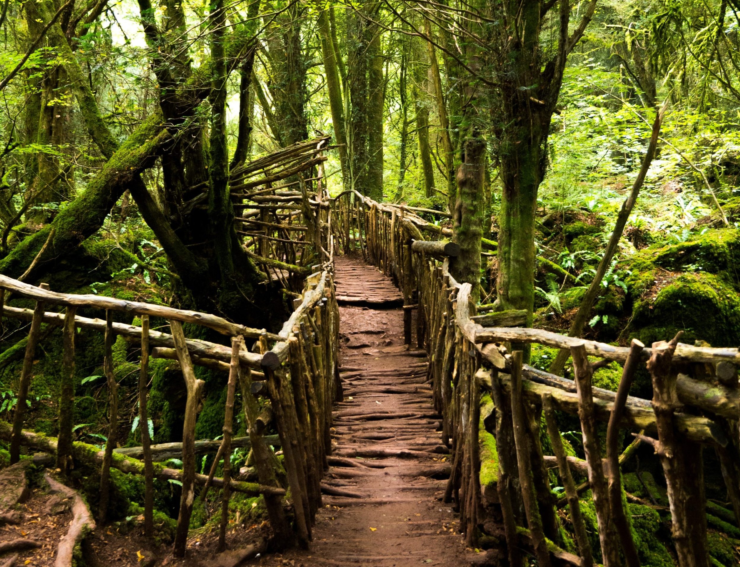 Forest of Dean Ultramarathon